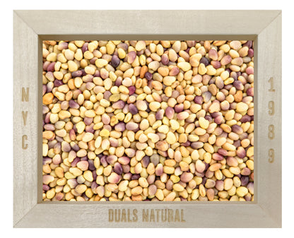 RED CLOVER SPROUTING SEEDS