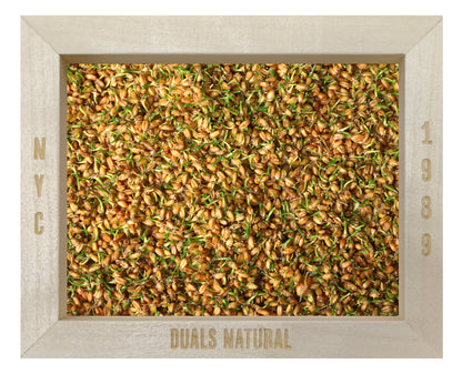 Wheatgrass Sprouting Seed